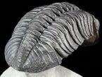Bumpy Drotops Trilobite - Excellent Preperation #50545-3